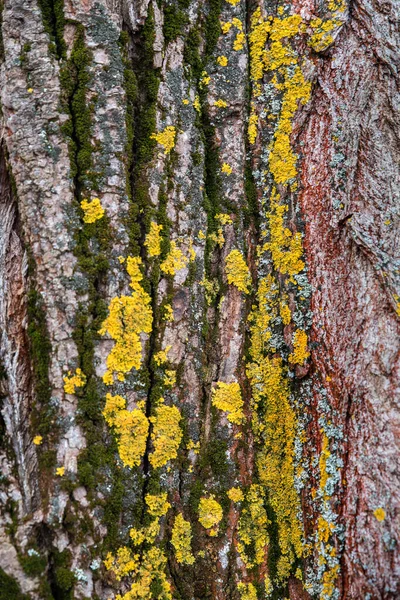 Texture Bark Tree Overgrown Moss — Stok fotoğraf