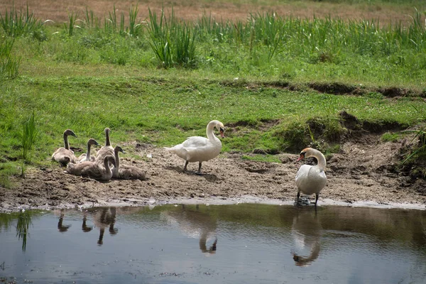 Лебедь Цыплятами Реки — стоковое фото