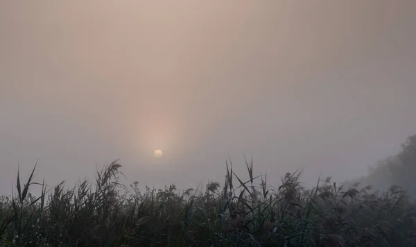 Morning Sun Rises Mist Reeds — Stock Photo, Image