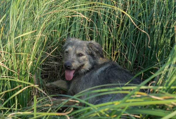 A mongrel dog in thick grass on a hot day.