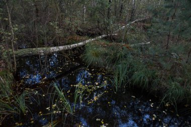 Orman bataklığı. Ağaç dalları ve sudaki yansıma..