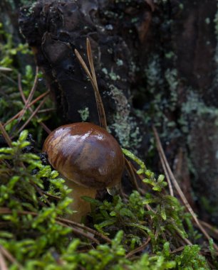 Bataklık ormanının yosunlarında mantar..