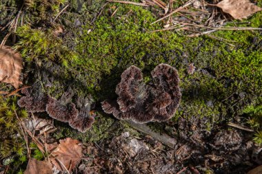 Ölü ağaçların kütüklerinde yosun var.