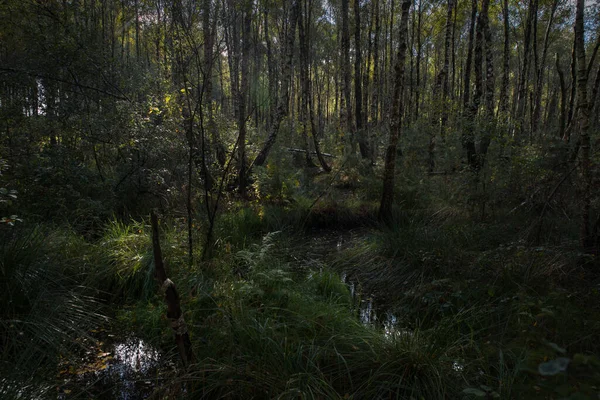 Forêt Marécageuse Bouleau Foncé Avec Des Taches Lumineuses — Photo