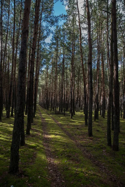 stock image Forest path in a pine forest