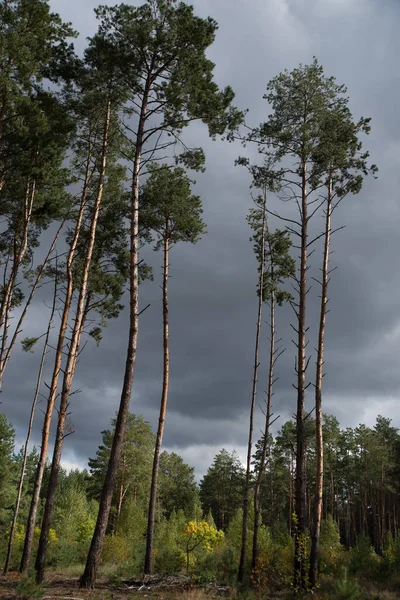 Tall pine trees against a dark sky