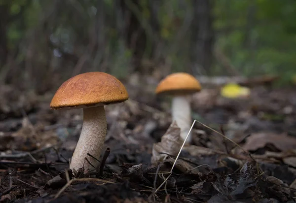 Cogumelos Boletus Com Boné Vermelho Floresta Fundo Desfocado Foco Seletivo — Fotografia de Stock