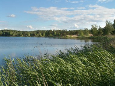 Sahilde kumlu plajları ve huş ağaçları olan orman gölü..