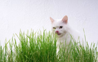 White cat in green grass. Young grass sprouts as a source of vitamins.