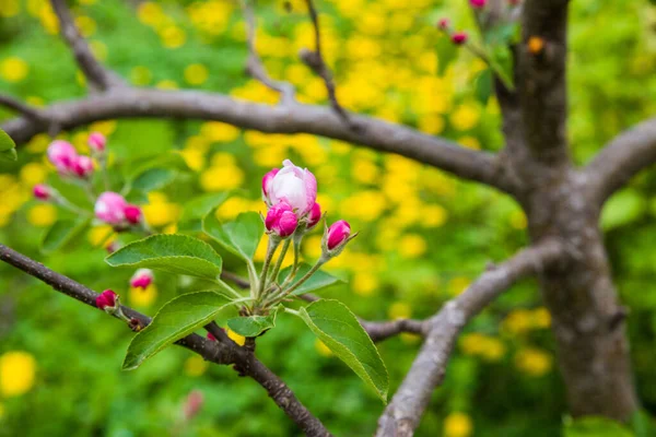 stock image The apple tree is blooming. Spring gently pink flowers of an apple-tree.