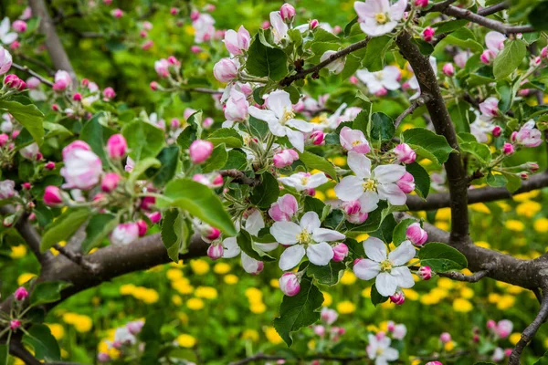 Apple Tree Blooming Spring Gently Pink Flowers Apple Tree — Stock Photo, Image