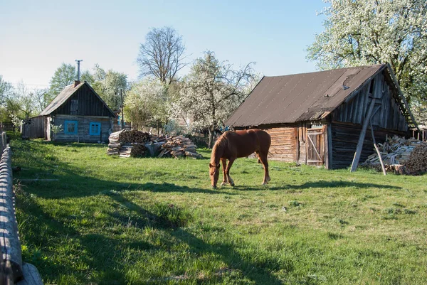 Horse in the yard of a rural wooden old house in spring.