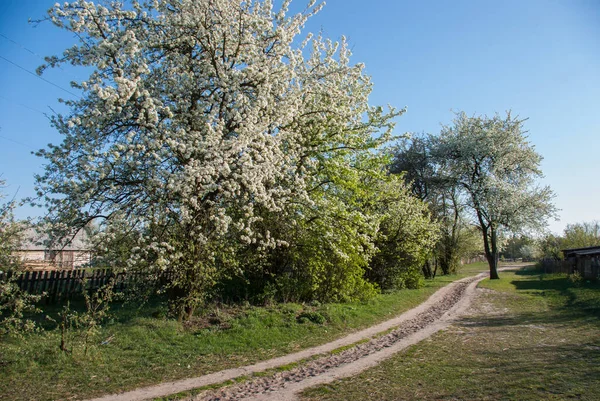 Dirt Road Rural Wooden House Flowering Spring Trees — Stock Photo, Image