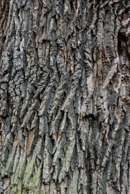 Yaşlı bir ağacın yosunlu kabuğu..