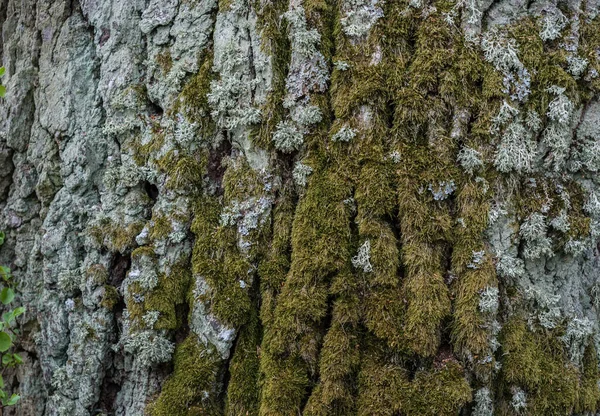 Texture Bark Old Tree Moss — Stock Photo, Image