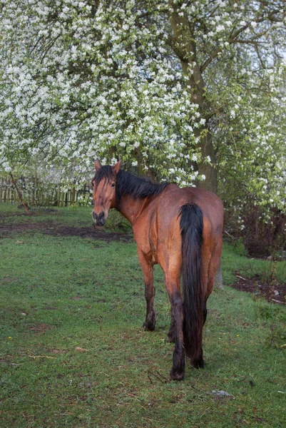 Bay horse near the spring flowering fruit tree