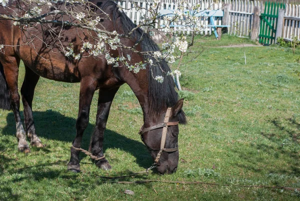 Horse in the yard of a rural wooden old house in spring.