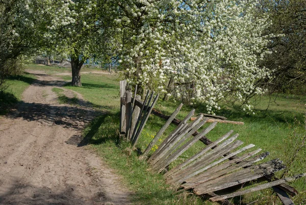 路旁一棵开花的树下的一个倒下的木栅栏 — 图库照片