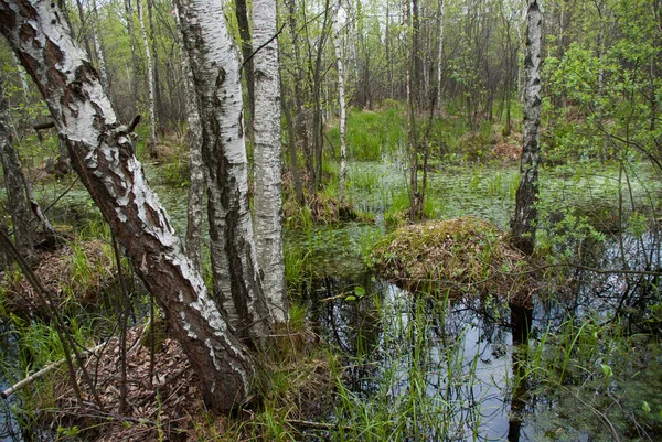Pântano Primavera Uma Floresta Bétula Com Grama Brilhante Solavancos Água — Fotografia de Stock