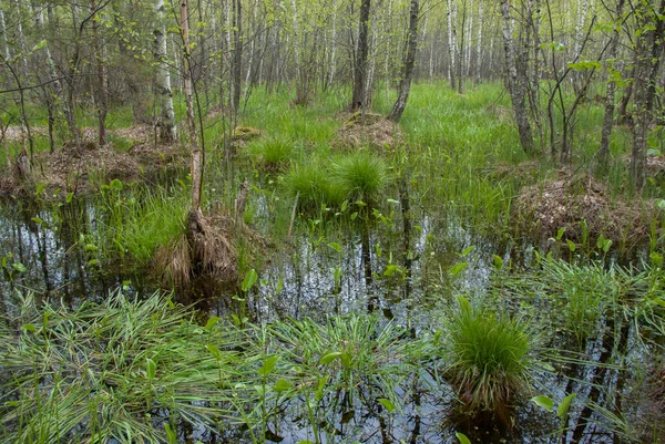 Pântano Primavera Uma Floresta Bétula Com Grama Brilhante Solavancos Água — Fotografia de Stock
