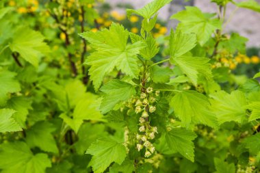 Bahar çiçekli üzümlü kuşüzümü yakın plan, bulanık arka plan seçici odak.