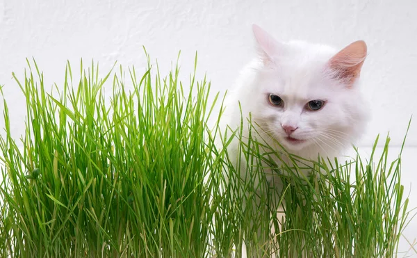 White Cat Green Grass Young Grass Sprouts Source Vitamins — Stockfoto