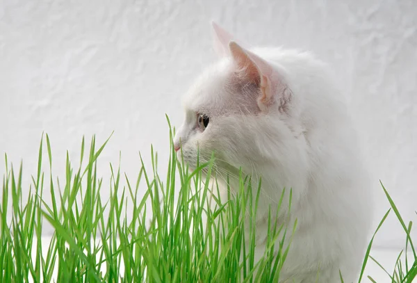 White cat in green grass. Young grass sprouts as a source of vitamins.
