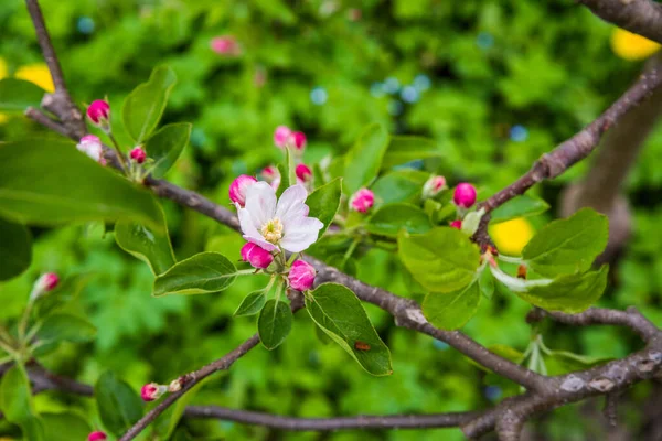 Яблоня Цветёт Весной Мягко Розовые Цветы Яблони — стоковое фото