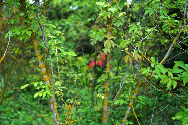 Orman Çalılıklarında Yapayalnız Kırmızı Üzüm Yaprakları — Stok fotoğraf