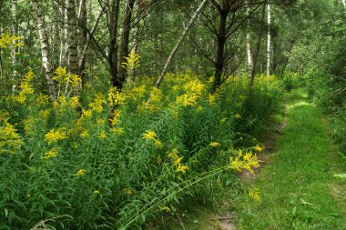 Çiçekli altın çubuklar ve huş gövdeleri.