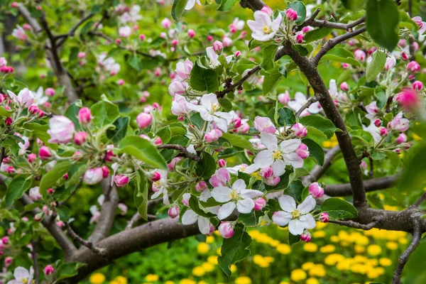 Macieira Está Florescer Flores Suavemente Rosa Primavera Uma Árvore Maçã — Fotografia de Stock