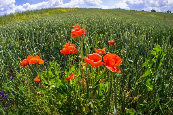 Red Poppies Unripe Green Ears Wheat — Stock Photo, Image