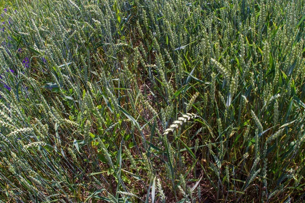 Поле Незрелых Зеленых Колосков Пшеницы — стоковое фото
