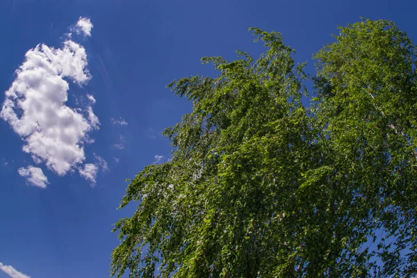 Crown Birch Leaves Blue Sky — Stock Photo, Image