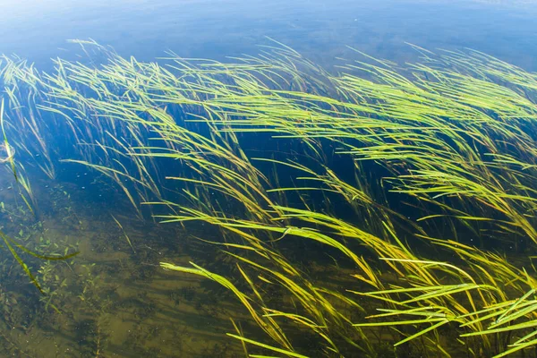 Long underwater plants in a pond below the surface of the water.