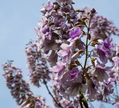 Çiçek açan Paulownia ağacı çiçekleri. Adam Tree. Paulownia tomentosa..