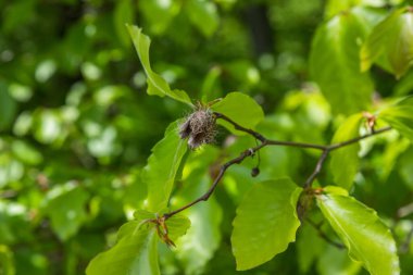 Geçen yılın kurumuş kayın fıstıkları bir ağacın yaprakları arasında.