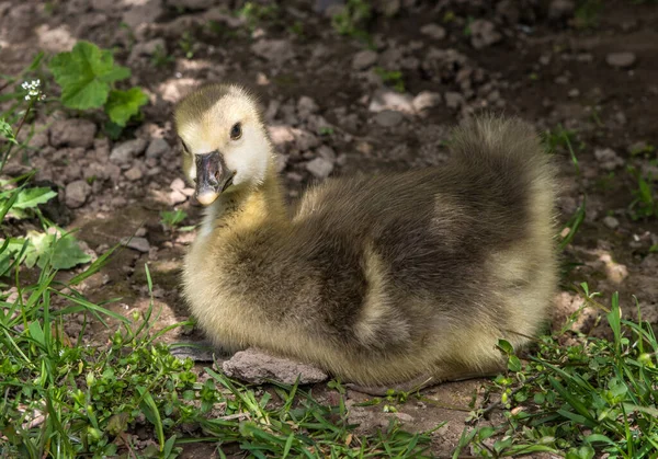 Small Fluffy Goose Chick Close — Stock Photo, Image