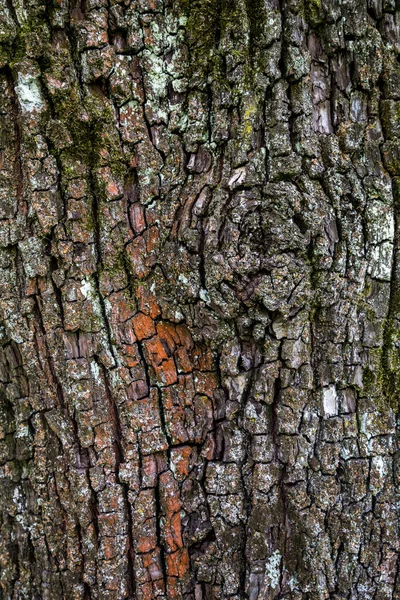 Wielokolorowa Faktura Kory Drzewnej — Zdjęcie stockowe