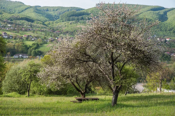 Verlaten Bloeiende Appelboomgaard Tussen Bergen — Stockfoto