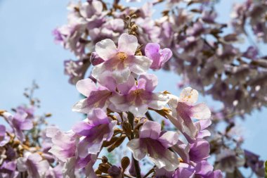 Çiçek açan Paulownia ağacı çiçekleri. Adam Tree. Paulownia tomentosa..