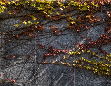 Dekoratif üzümler duvara tırmanıyor. Güneşin aydınlattığı yapraklar.