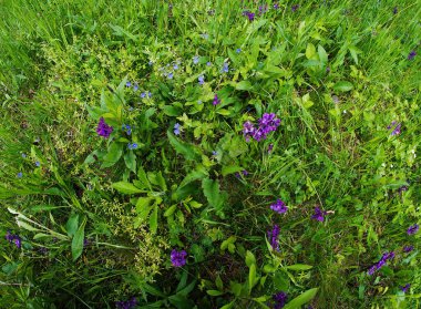 arka plan ile yeşil çim ve çayır çiçekler.