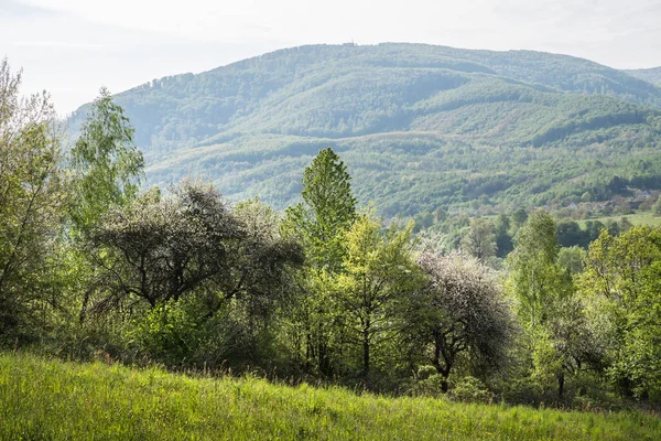 stock image Abandoned blooming apple orchard among the mountains.