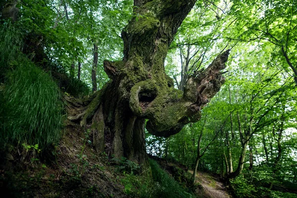 Bizarní Kmen Stromu Lese — Stock fotografie