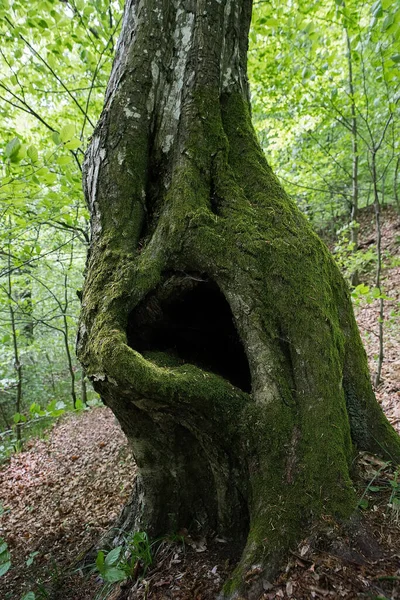 Ormanda Tuhaf Bir Ağaç Gövdesi — Stok fotoğraf