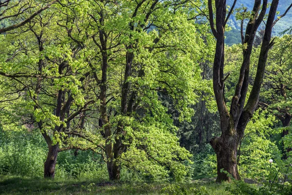 Старый Многолетний Дуб Парке Среди Весенней Зелени — стоковое фото