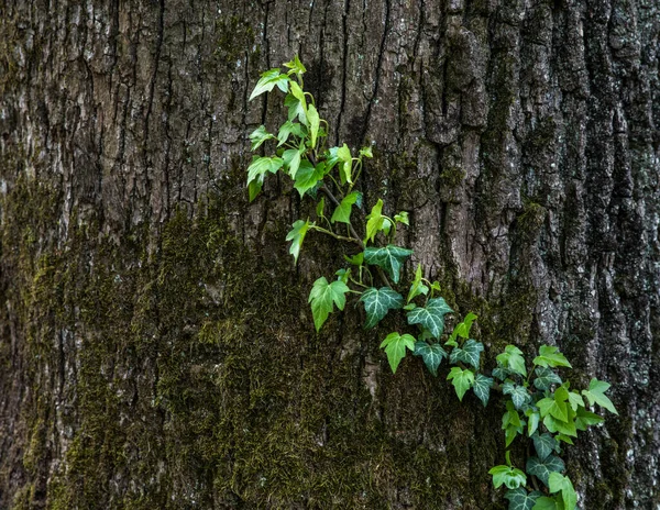 Ivy Klättrar Barken Ett Träd — Stockfoto