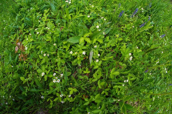 Háttér Zöld Fűvel Virágzó Szamócával — Stock Fotó