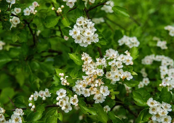 Белые Цветы Цветущем Боярышнике — стоковое фото
